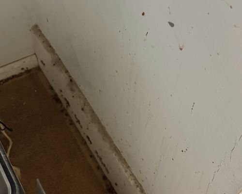 before-photo